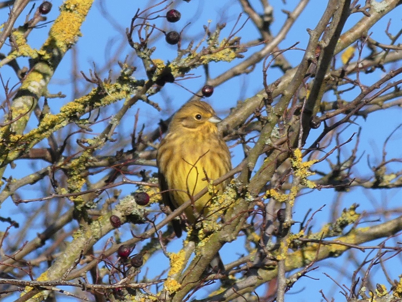 Yellowhammer