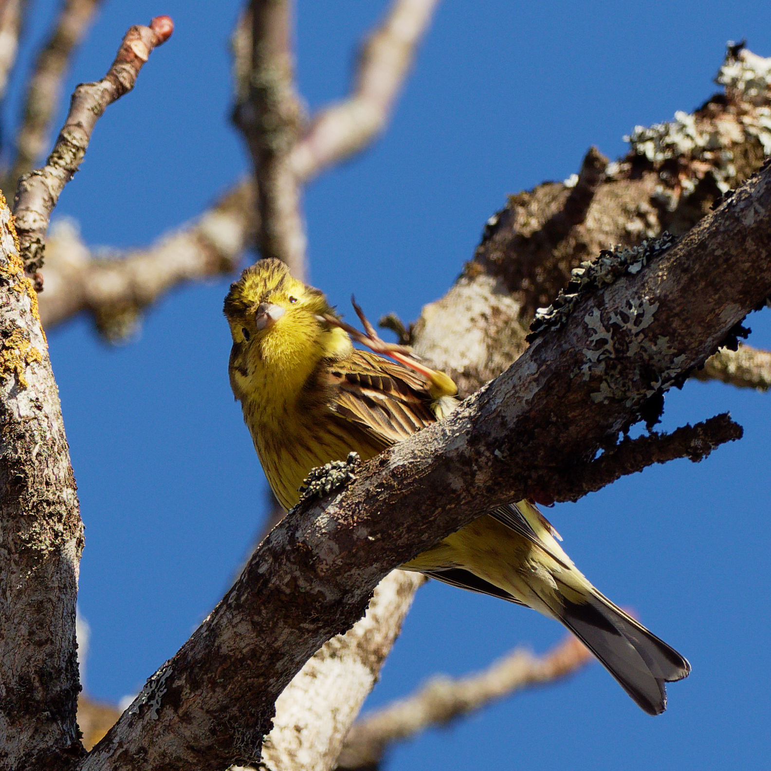 Yellowhammer