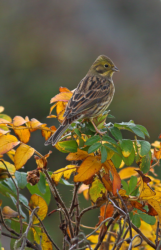 Yellowhammer