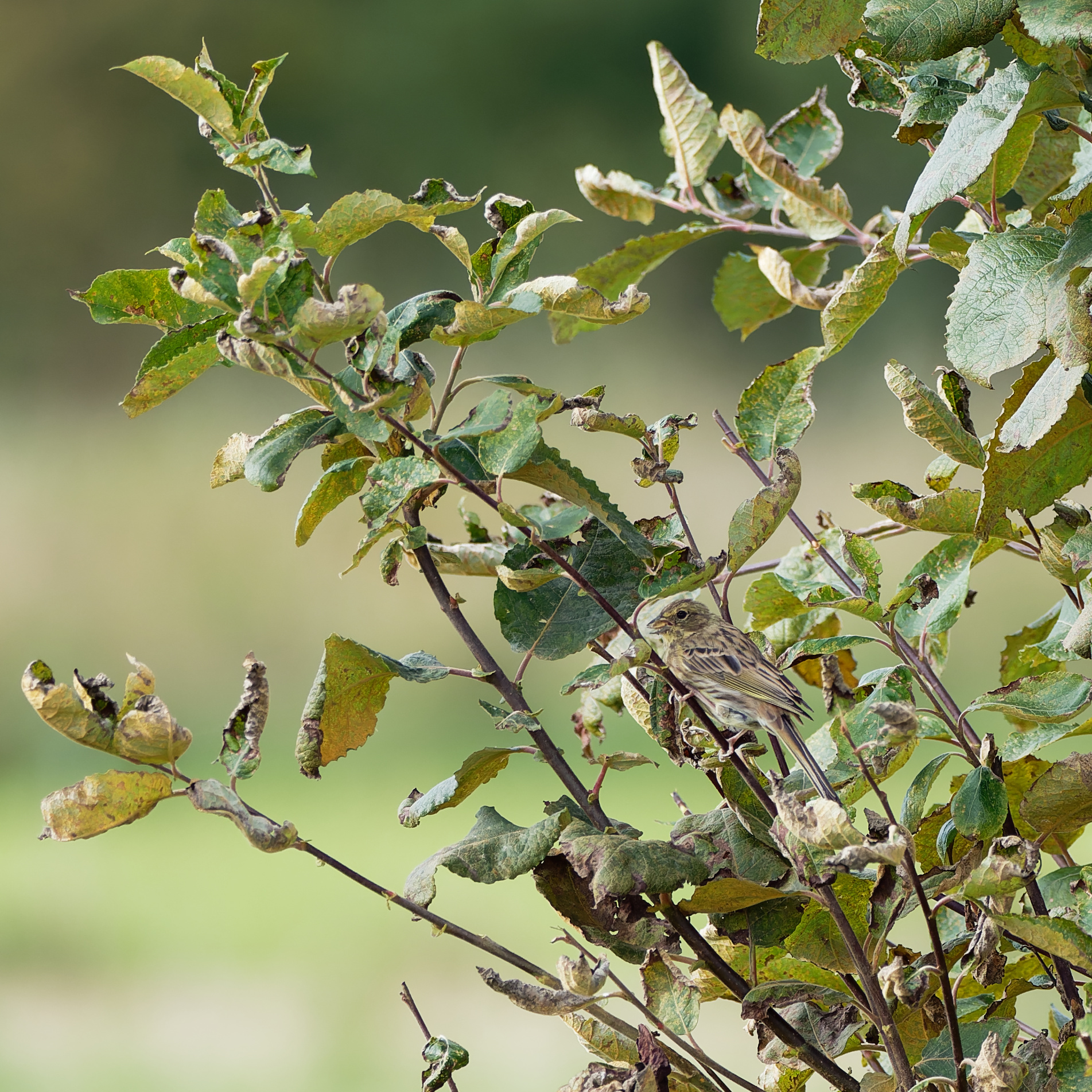 Yellowhammer