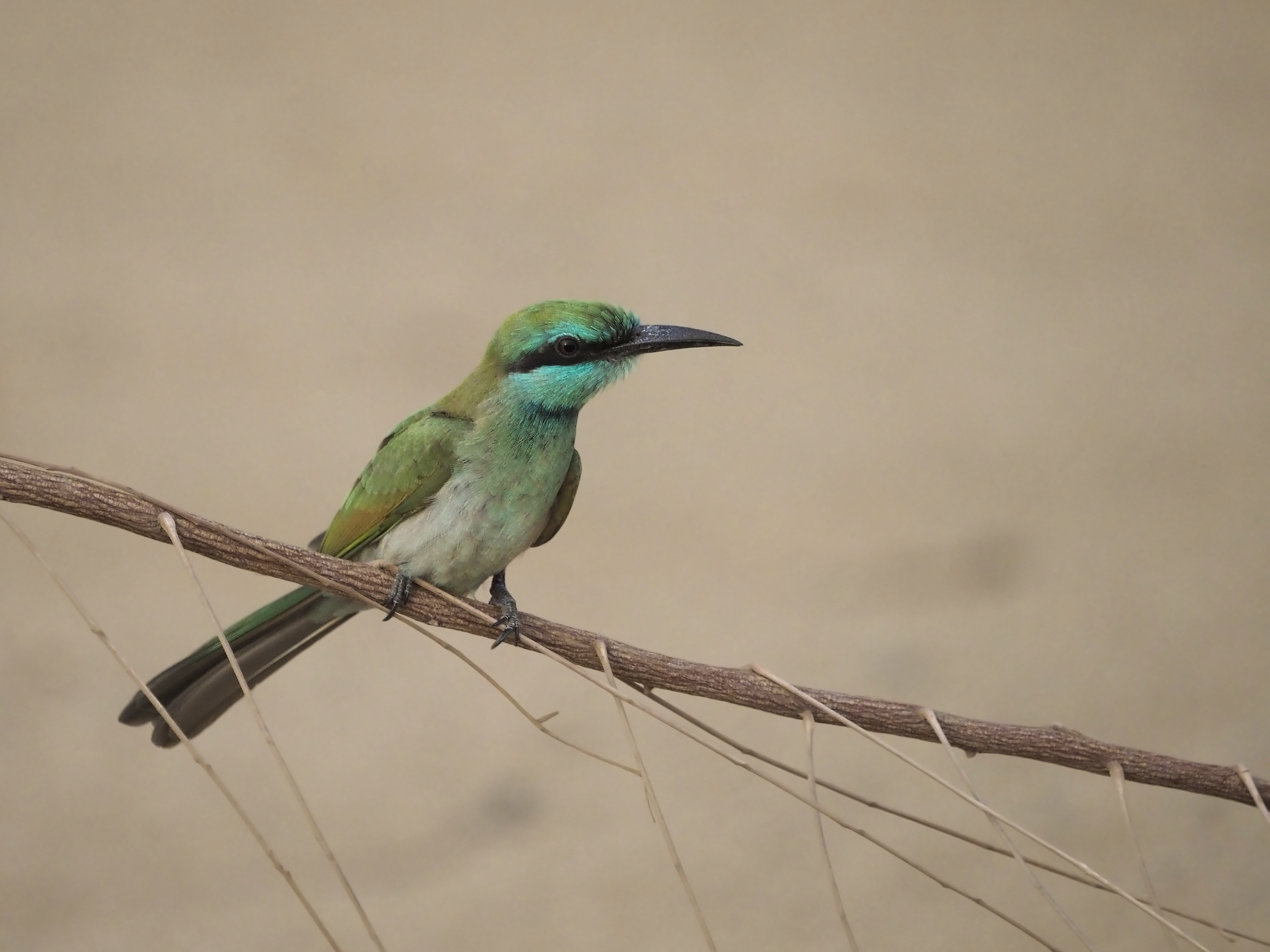 young Arabian green bee-eater