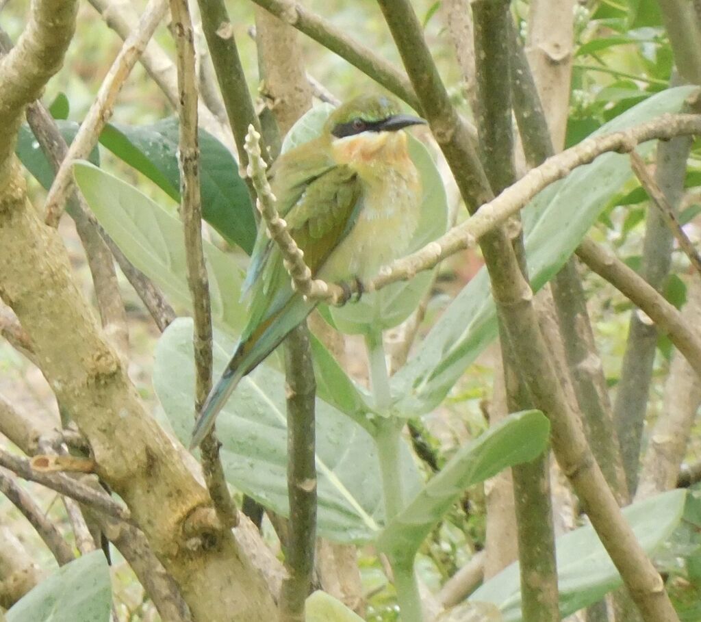 Young blue-tailed beeeater