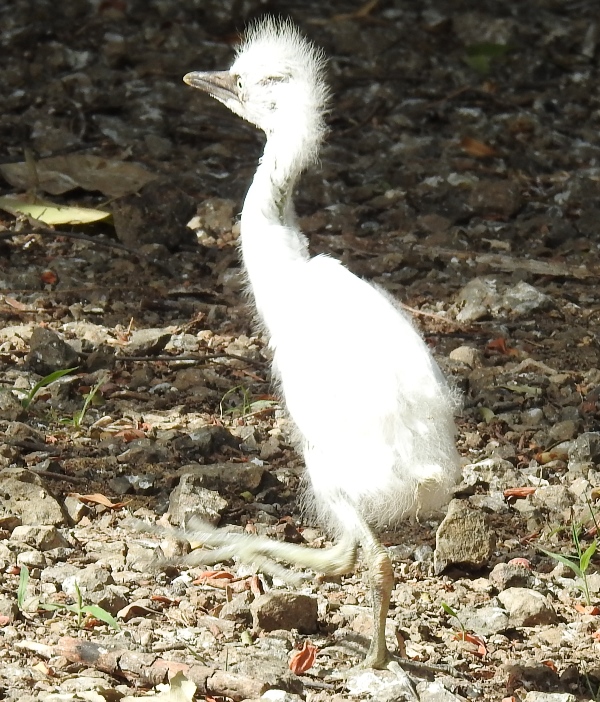 Young Cattle Egret