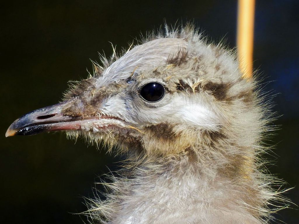 Young common gull