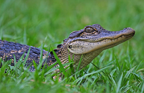 Young Gator!