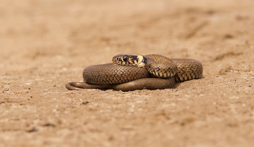 Young Grass Snake