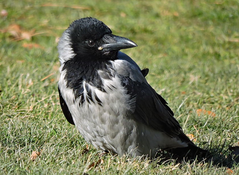 Young Hooded Crow