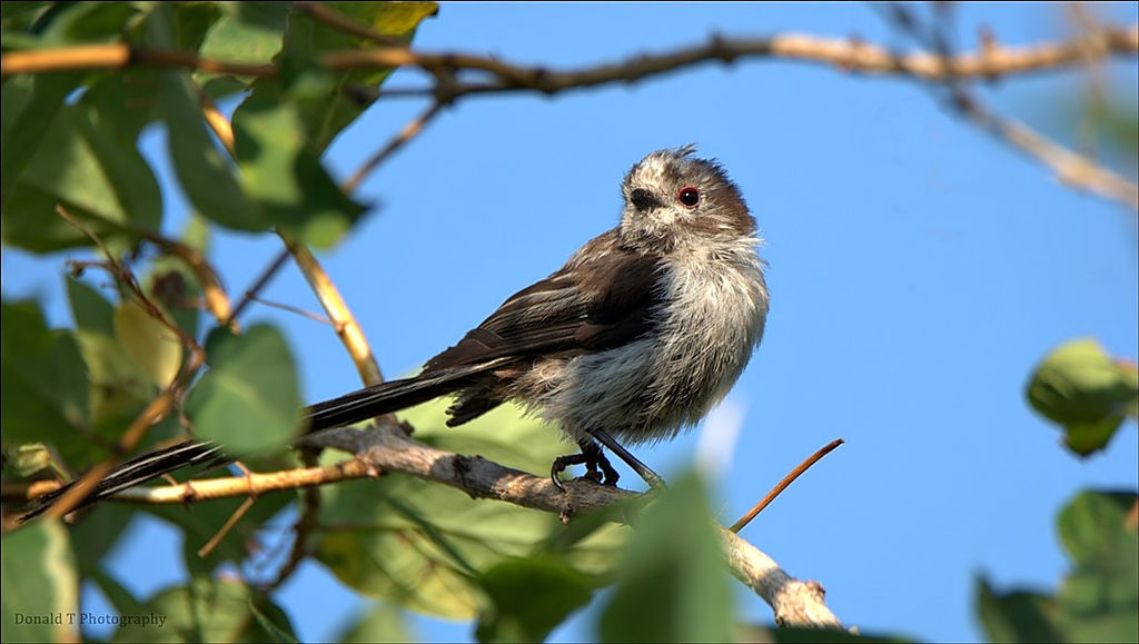 Young Long-tailed Tit ( Another )
