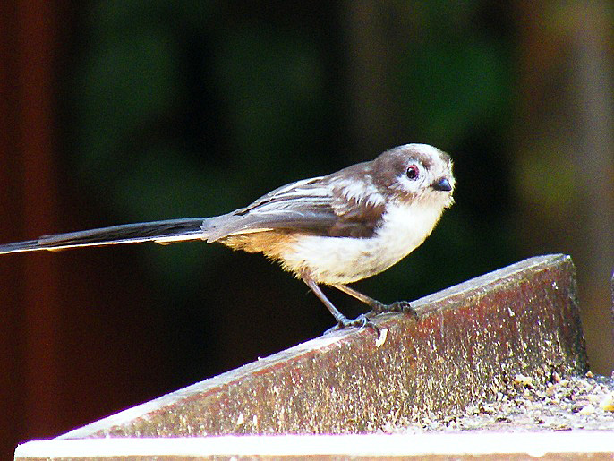 young long tailed tit