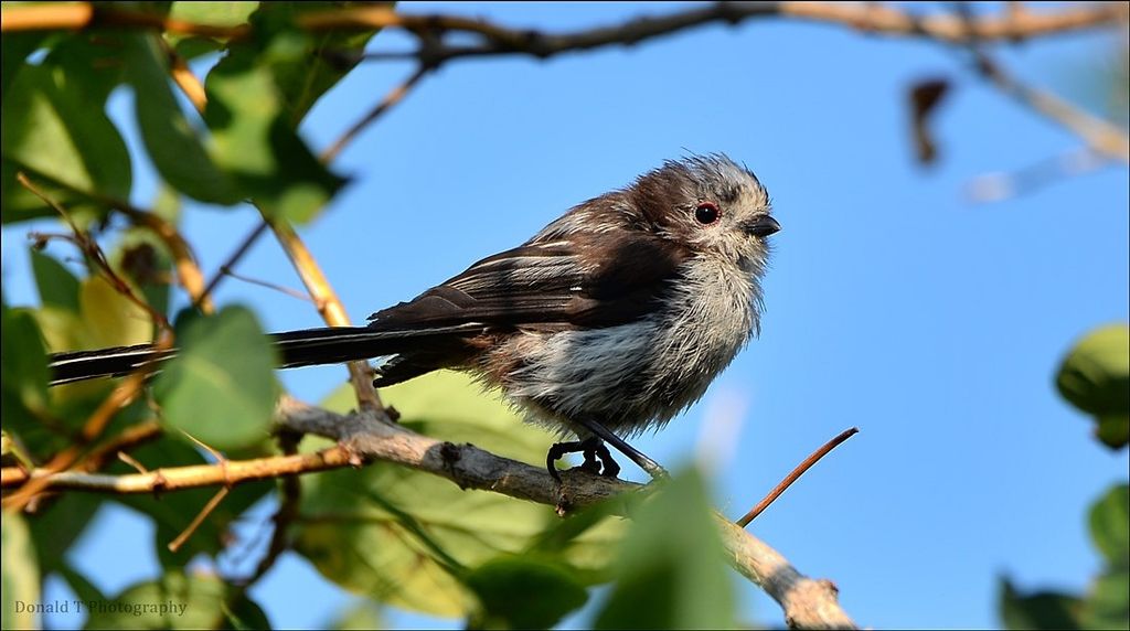 Young Long-tailed Tit