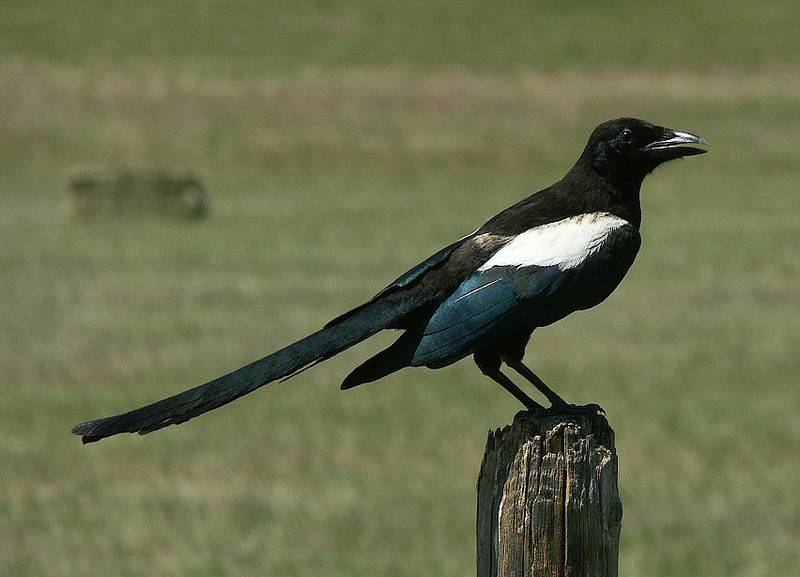 Young Magpie