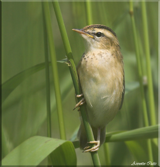 Young Sedge