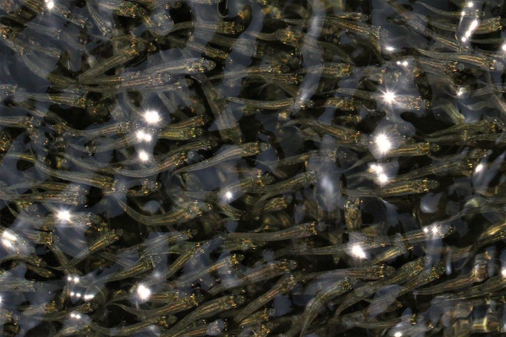 Young Shoaling Fish, Languedoc, France