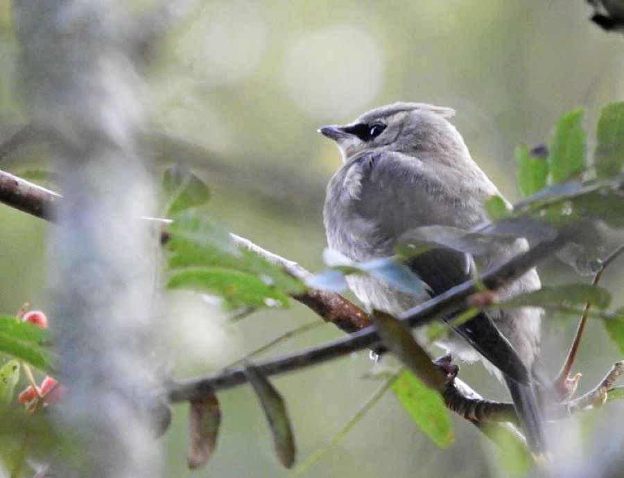 Young Waxwing