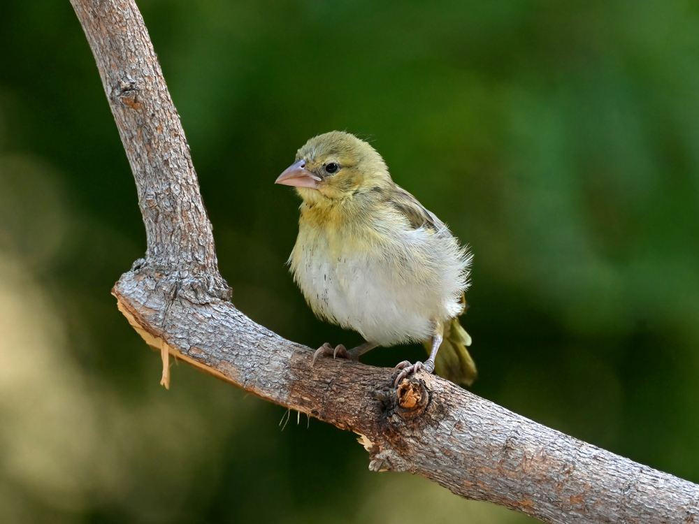 young weaver