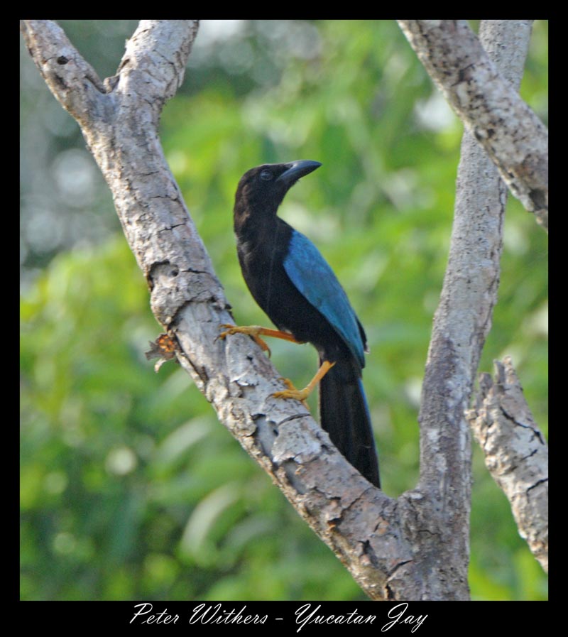 Yucatan Jay