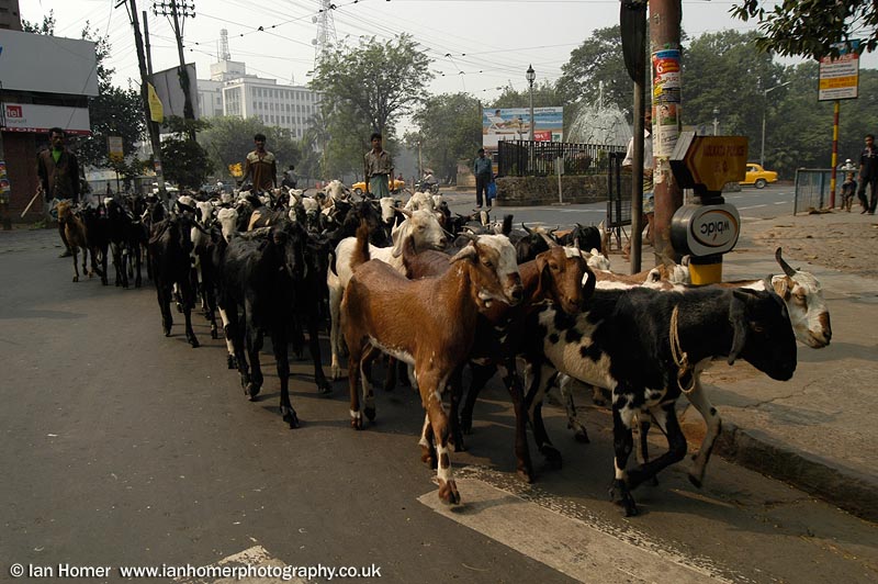 Zebra Crossing? No, driving Goats in Kolkata