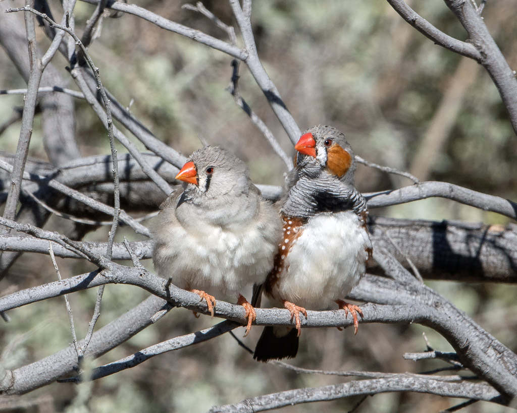 Zebra Finches