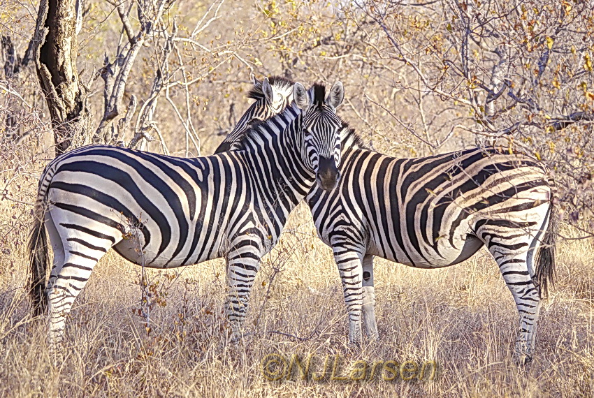 Zebra pair