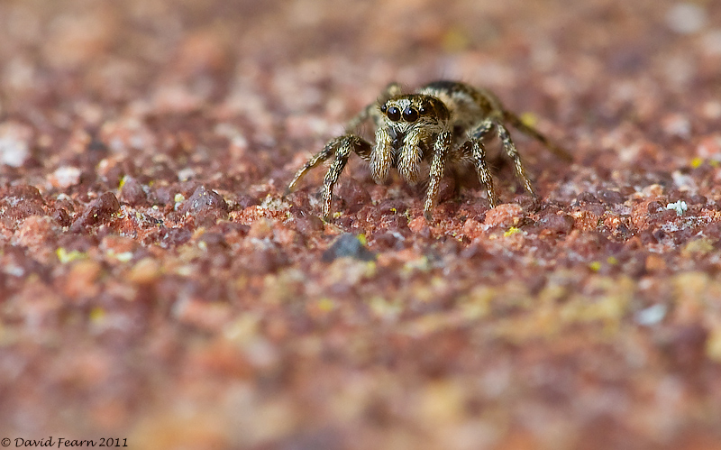 Zebra Spider