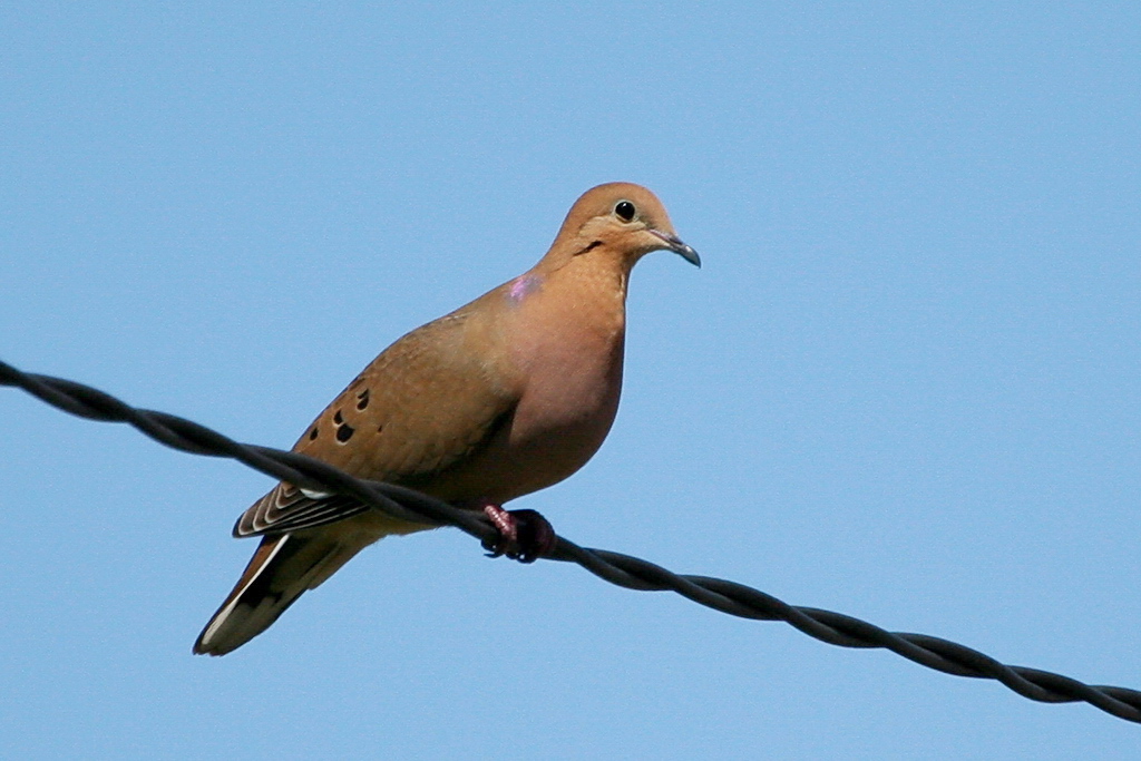 Zenaida Dove