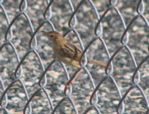 Zitting Cisticola