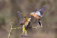 bto-2019-b10-edmund-fellowes-1557_2_original.jpg