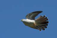 cuckoo-jefferson.jpg