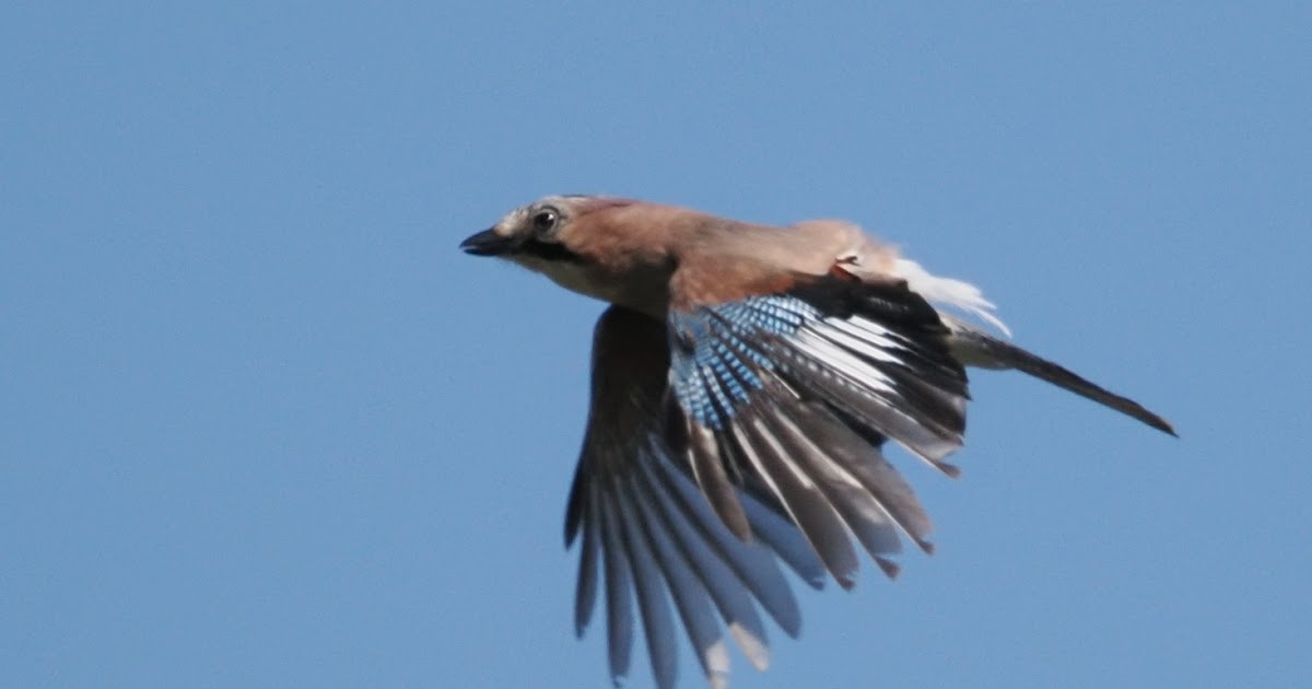 stonefactionbirding2014.blogspot.com