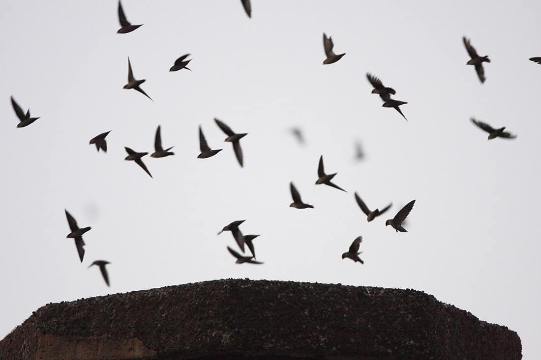 audubonportland.org