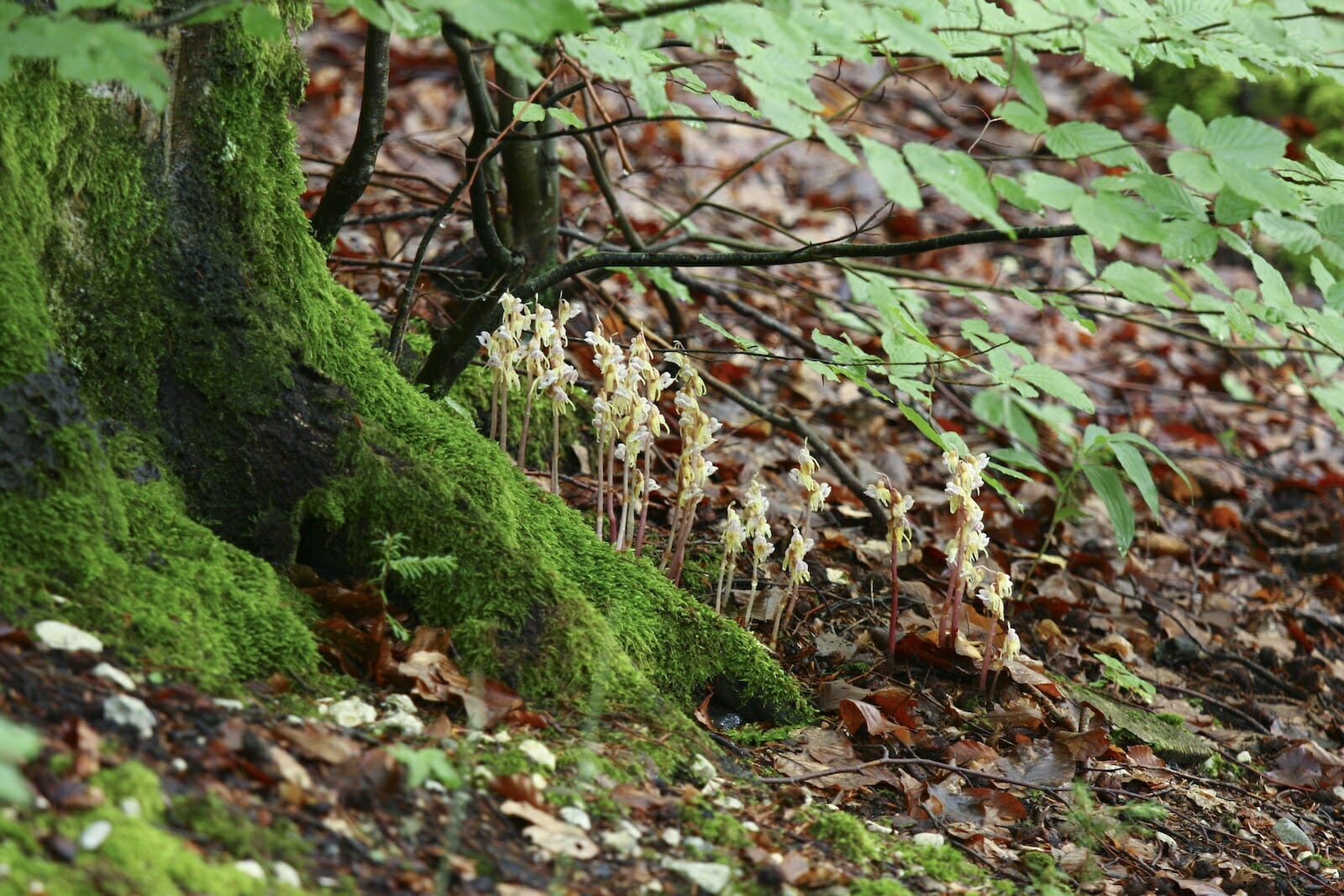 naturschutz.ch