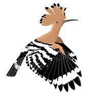 www.uaebirding.com