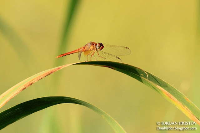 Sympetrum_fonscolombii_m_Iordan_Hristov_6002_ed_web_blog.jpg