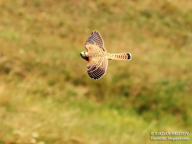 Kestrel_photography_Bulgaria_Iordan_Hristov_5612_web_blog.jpg