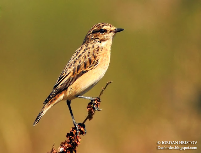 Whinchat_photography_Bulgaria_Iordan_Hristov_5575_web_blog.jpg