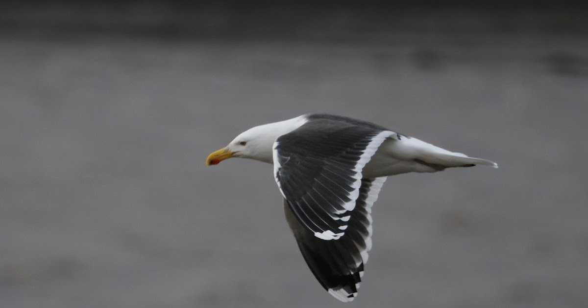 stonefactionbirding2014.blogspot.com