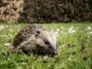 009186-hedgehog-sarah-kelman.jpg