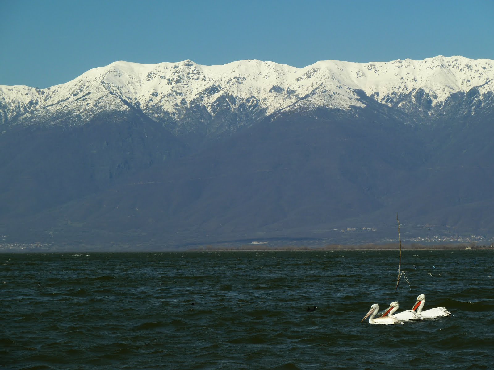 pelicans_landscape.jpg