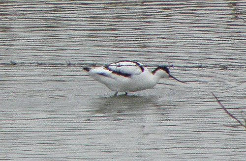 avocet2.jpg