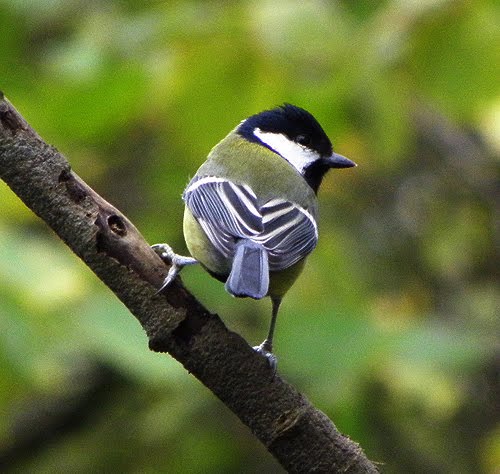 greattit2.jpg