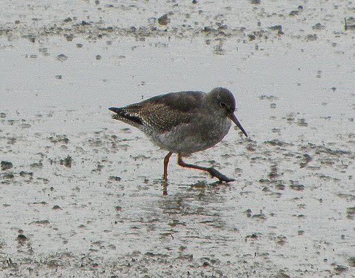 redshank2.jpg