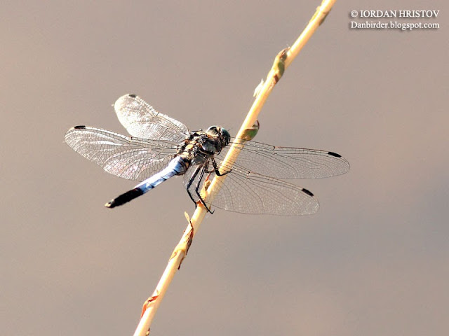 Orthetrum_albistylum_5687_ed_web_blog.jpg