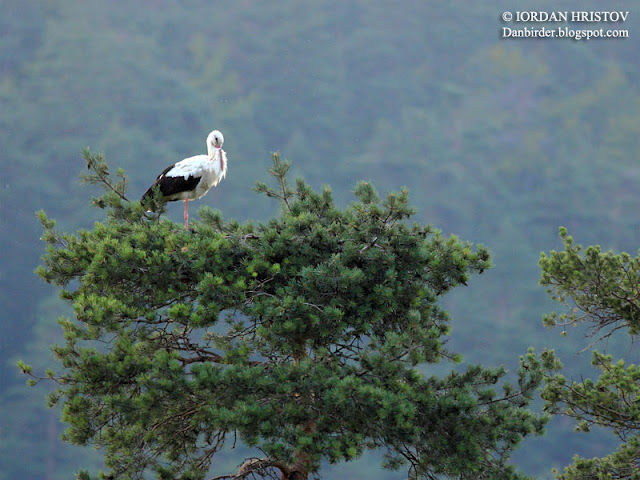 White_Stork_photography_Bulgaria_Iordan_Hristov_5445_ed_web_blog.jpg