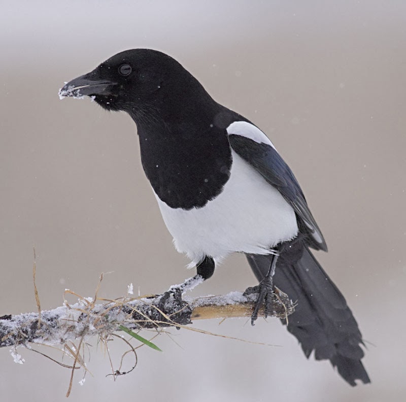 Mapie_Pica_Pica_Bulgaria_bird_photography_Iordan_Hristov_4756_ed_web.jpg