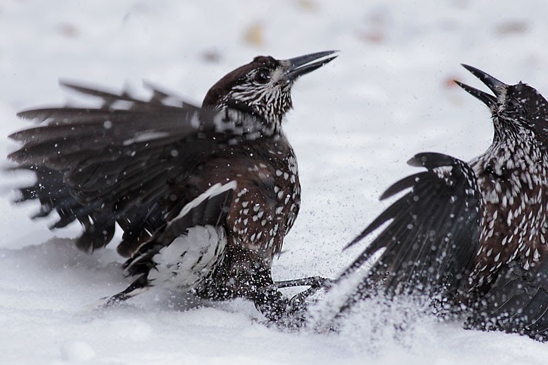 Nutcracker_photography_Bulgaria_Iordan_Hristov_4401_ed_web.jpg