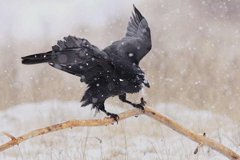 Raven_Corvus_corax_photography_Bulgaria_Iordan_Hristov_4863_ed_web.jpg