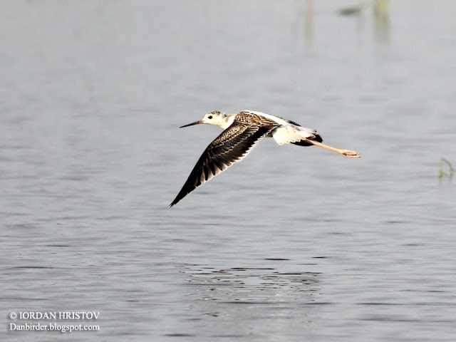 Black-winged_stilt_Iordan_Hristov_5974_ed_web_blog.jpg