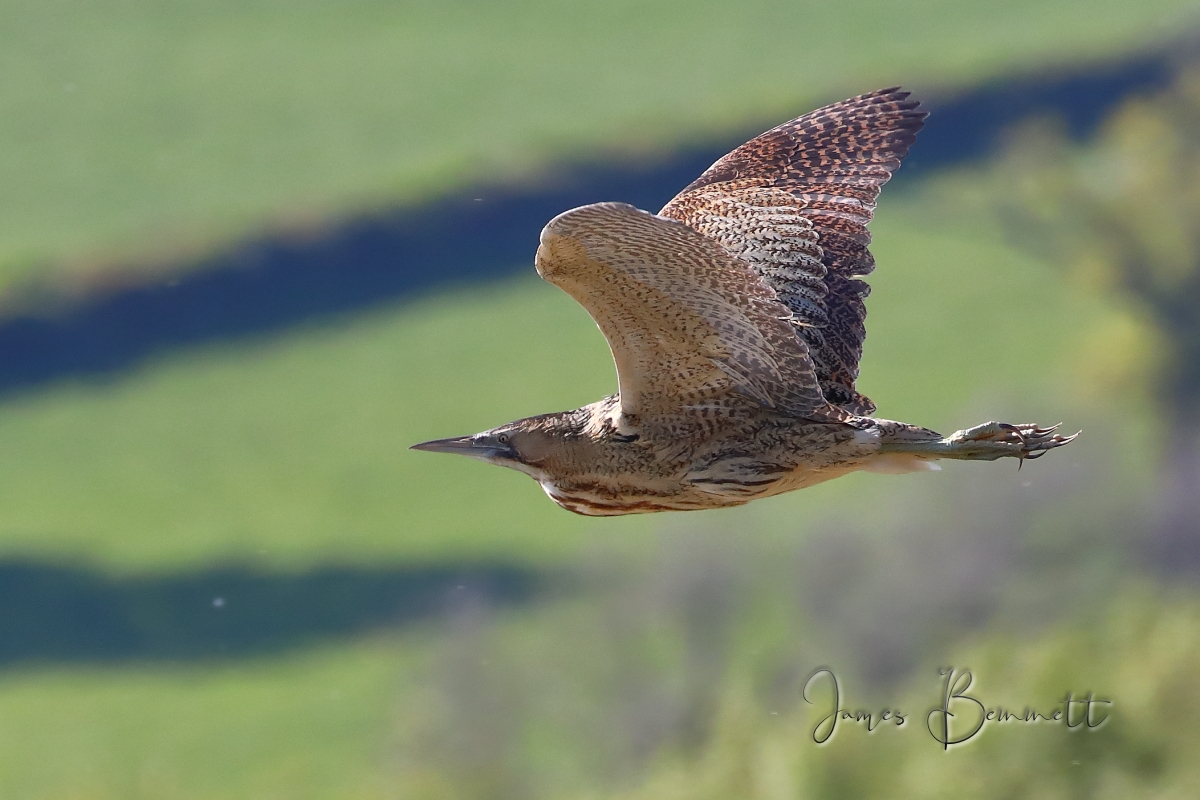 0358.Bittern_5F00_Sig_5F00_13_5F00_5_5F00_2019_5F00_LMoss.JPG