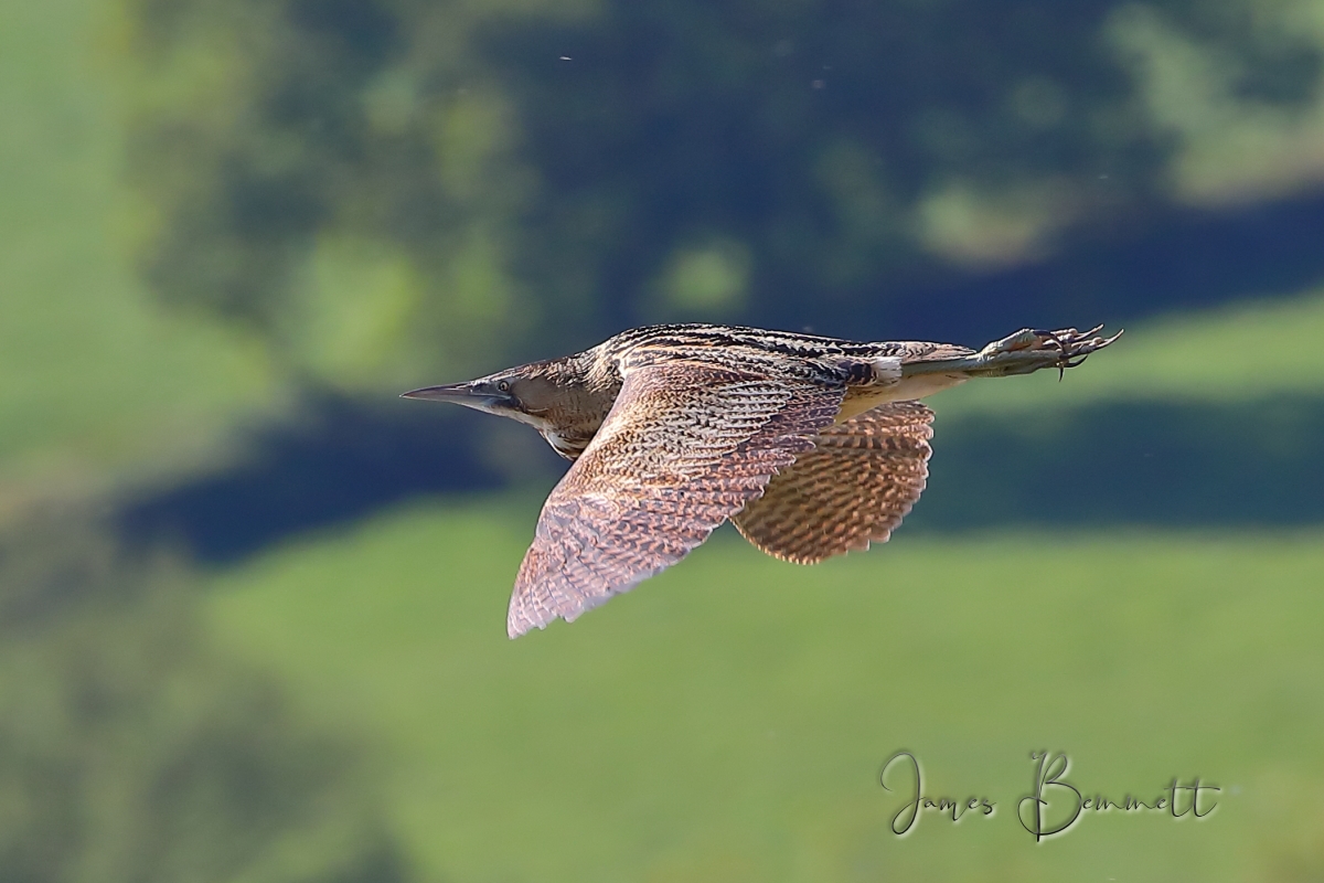 1411.Bittern_5F00_Sig2_5F00_13_5F00_5_5F00_2019_5F00_LMoss.JPG