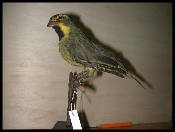 yellow_cardinal.jpg